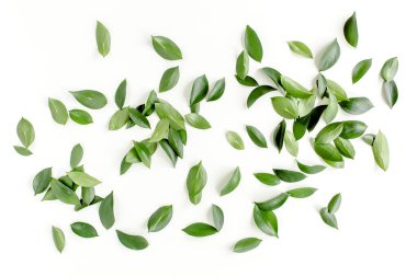 Beyaz arka planda yeşil yapraklı desen, doku. Düz uzan, üst görünüm