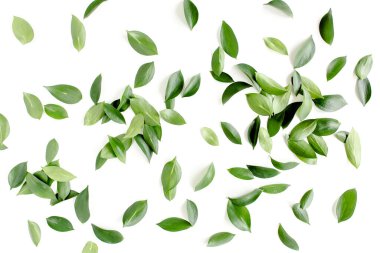 Beyaz arka planda yeşil yapraklı desen, doku. Düz uzan, üst görünüm