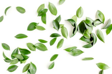 Beyaz arka planda yeşil yapraklı desen, doku. Düz uzan, üst görünüm