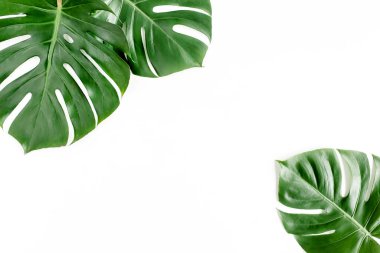 Tropik palmiye beyaz arka planda Canavar bırakır. Düz yatış, üst görünüm.