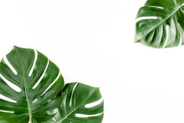 Tropik palmiye beyaz arka planda Canavar bırakır. Düz yatış, üst görünüm.