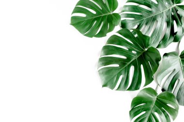 Tropik palmiye beyaz arka planda Canavar bırakır. Düz yatış, üst görünüm.