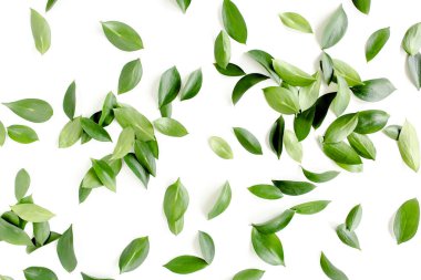 Beyaz arka planda yeşil yapraklı desen, doku. Düz uzan, üst görünüm