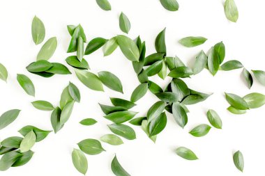 Beyaz arka planda yeşil yapraklı desen, doku. Düz uzan, üst görünüm