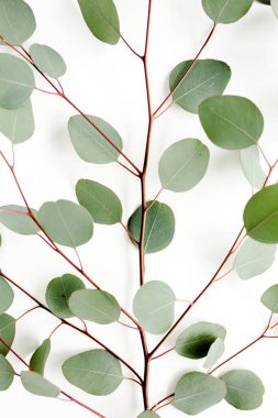 Doku yeşili okaliptüs beyaz arkaplanda izole..