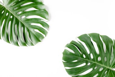Tropik palmiye beyaz arka planda Canavar bırakır. Düz yatış, üst görünüm.
