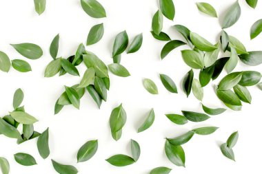 Beyaz arka planda yeşil yapraklı desen, doku. Düz uzan, üst görünüm