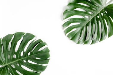 Tropik palmiye beyaz arka planda Canavar bırakır. Düz yatış, üst görünüm.