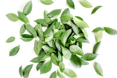 Beyaz arka planda yeşil yapraklı desen, doku. Düz uzan, üst görünüm