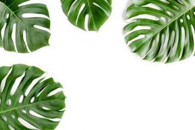 Tropik palmiye beyaz arka planda Canavar bırakır. Düz yatış, üst görünüm.