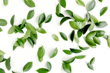 Beyaz arka planda yeşil yapraklı desen, doku. Düz uzan, üst görünüm