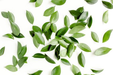 Beyaz arka planda yeşil yapraklı desen, doku. Düz uzan, üst görünüm