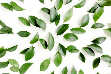 Beyaz arka planda yeşil yapraklı desen, doku. Düz uzan, üst görünüm