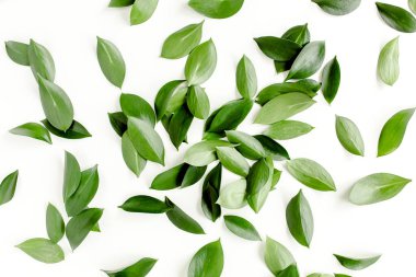 Beyaz arka planda yeşil yapraklı desen, doku. Düz uzan, üst görünüm