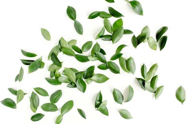 Beyaz arka planda yeşil yapraklı desen, doku. Düz uzan, üst görünüm