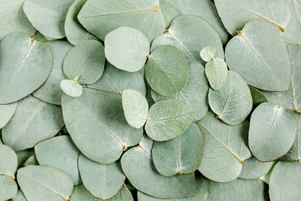 Background, Texture made of green eucalyptus leaves. Flat lay, top view — Stock Photo, Image