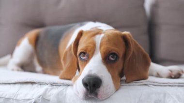 Köpek Beagle üzgün gözlerle kanepede yatıyor. Yavru köpek dinleniyor. Mans en iyi arkadaş. Yavaş çekim