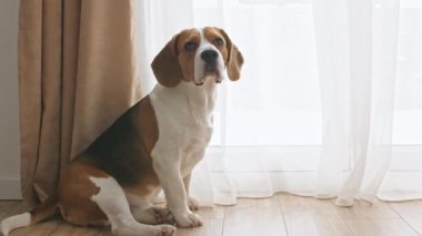 Köpek Beagle üzgün gözlerle yerde oturuyor ve pencereden dışarı bakıyor. Mans en iyi arkadaş. Yavaş çekim