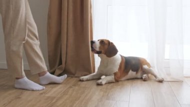 Köpek Beagle evde, pencerenin yanında oturuyor ve emirler yağdırıyor. Kadın sahibi köpeğine köpek muamelesi yapıyor. Mans en iyi arkadaş. 