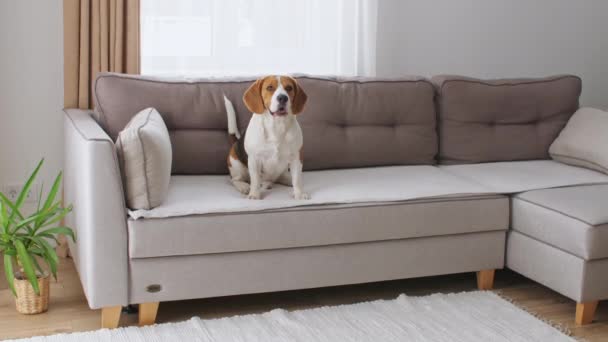 Dog Beagle sentado en casa en el sofá. El cachorro está descansando. Mejor amigo de los hombres. — Vídeos de Stock
