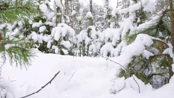 Бигл-собака гуляет по снежному зимнему лесу со своим хозяином. Гулял на улице. Лучший друг Мэнса. Медленное движение — стоковое видео