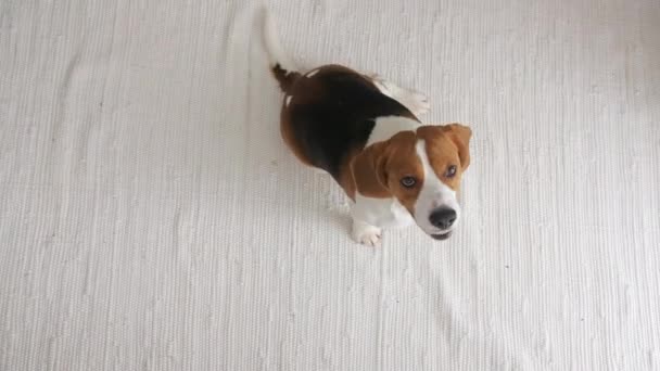 Dog Beagle zit thuis op de vloer en voert commando stem uit. Bovenaanzicht. Mans beste vriend. — Stockvideo