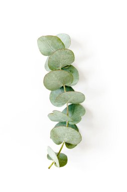 Beyaz arka planda yeşil okaliptüs yaprakları. düz yatış, üst görünüm