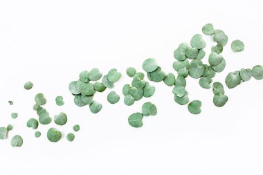 Beyaz arka planda yeşil yapraklı okaliptüs deseni. Düz uzan, üst görünüm