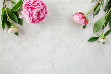 Gri taş masanın üzerinde güzel pembe şakayık çiçekleri ve metin için fotokopi alanı. Düz stil, üst görünüm