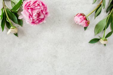 Gri taş masanın üzerinde güzel pembe şakayık çiçekleri ve metin için fotokopi alanı. Düz stil, üst görünüm