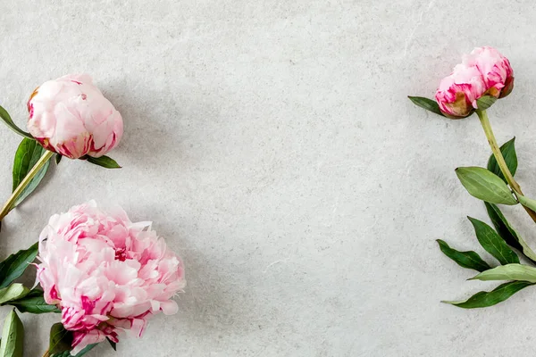 Gri arkaplanda pembe şakayık çiçeğinden yapılmış bir çerçeve. Düz yerde, üst tarafta. Çiçek çerçevesi.