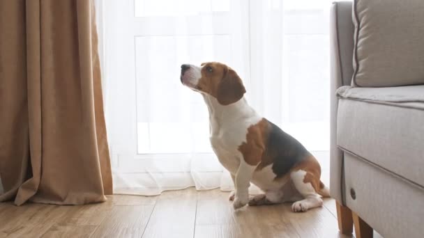 Σκύλος Μπιγκλ κάθεται στο σπίτι στο πάτωμα κοντά στο παράθυρο και γαβγίζει. Ο καλύτερος φίλος του Μαν. Το κουτάβι ξεκουράζεται.. — Αρχείο Βίντεο