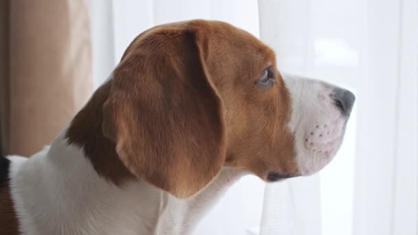 Dog Beagle con gli occhi tristi guarda fuori dalle finestre. La migliore amica di Mans. Rallentatore — Video Stock