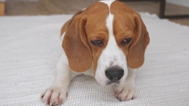 Dog Beagle met droevige ogen ligt thuis in de op de vloer, knippert en bereidt zich voor op bed. De pup rust uit. M 'n beste vriend. Langzame beweging — Stockvideo