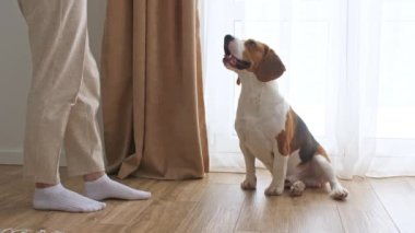 Köpek Beagle evde, pencerenin yanında oturuyor ve emirler yağdırıyor. Kadın sahibi köpeğine köpek muamelesi yapıyor. Mans en iyi arkadaş. 
