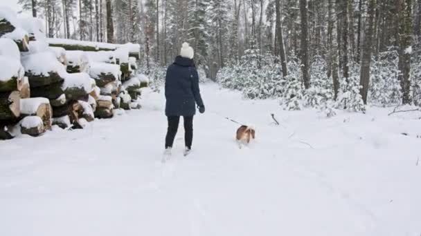 Jeune fille avec son chien beagle sont promenades dans une forêt enneigée d'hiver. Promenade extérieure. La meilleure amie de Mans. Mouvement lent — Video