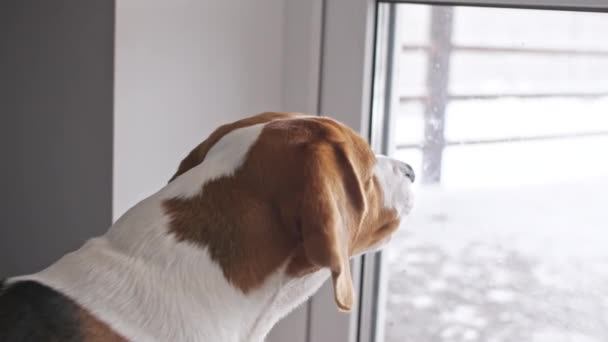 Σκύλος Μπιγκλ με θλιμμένα μάτια κοιτάζει έξω από τα παράθυρα και γαβγίζει. Ο καλύτερος φίλος του Μαν. Αργή κίνηση — Αρχείο Βίντεο