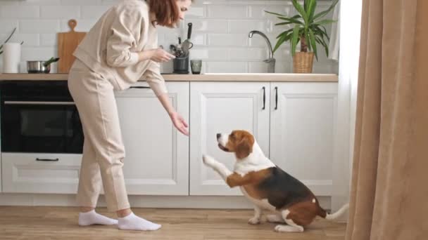 ビーグル犬の訓練の女性の所有者と治療で彼女のペットを扱います。犬は窓の近くの床に座ってコマンドを実行します。マンの親友. — ストック動画