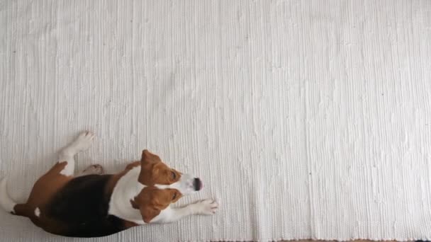 Σκύλος Μπιγκλ κάθεται στο σπίτι στο πάτωμα και εκτελεί somersault ομάδα. Στο πάνω μέρος. Ο καλύτερος φίλος του Μαν.. — Αρχείο Βίντεο