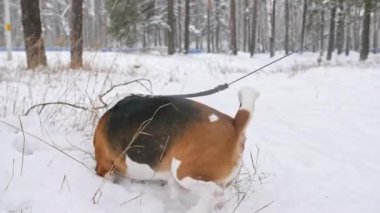 Bir av köpeği karlı bir kış ormanında yürüyor. Açık hava yürüyüşü. Mans en iyi arkadaş. Yavaş çekim. 
