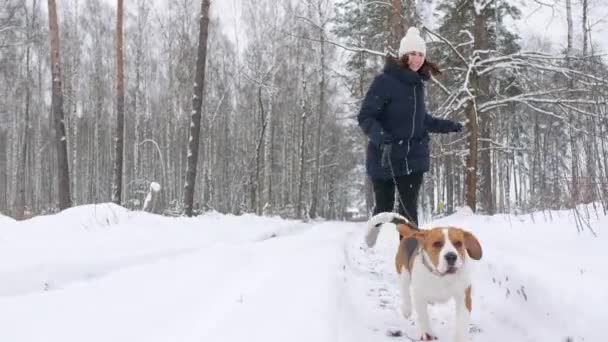 Anjing beagle bahagia berjalan dengan pemiliknya selama berjalan-jalan di hutan musim dingin bersalju. Jalan di luar ruangan. Persahabatan yang kuat antara manusia dan anjing. Gerakan lambat — Stok Video