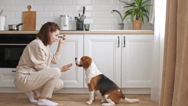 Die Besitzerin des Beagle-Hundes trainiert und behandelt ihr Haustier mit einem Leckerli. Hund sitzt zu Hause auf dem Boden neben dem Fenster und führt Kommandos aus. Mans bester Freund. — Stockvideo