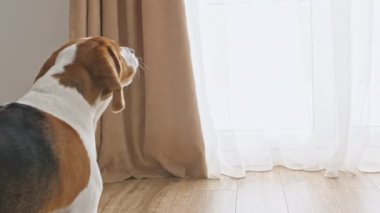 Köpek Beagle üzgün gözlerle pencereden dışarı bakar ve havlar. Mans en iyi arkadaş. Yavaş çekim