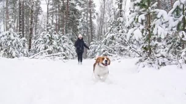 雪深い冬の森の中を歩いていると、幸せなビーグル犬が女性の所有者と一緒に走っています。屋外歩行。人間と犬の強い友情。スローモーション — ストック動画