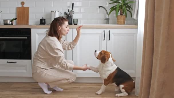 Den kvinnliga ägaren av beagle dog utbildning och behandlar hennes husdjur med en behandling. Hund sitter hemma på golvet nära fönstret och utför kommandon. Mans bästa vän. — Stockvideo