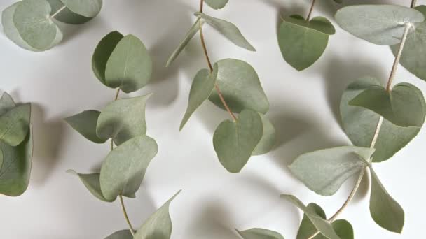 Zielone liście eukaliptusa odizolowane na białym stole obrotowym. Ekstrakt eukaliptusowy, aromatyczny olejek eteryczny. Kosmetyki naturalne do pielęgnacji włosów i skóry. Widok z góry. — Wideo stockowe