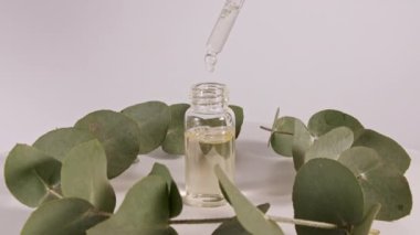 Beyaz arka planda yaprakları olan okaliptüs yağlı bir Pipette. Okaliptüs özü, aromatik gerekli yağ. Saç ve cilt bakımı için doğal kozmetik ürünleri. Üst görünüm.