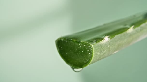 Moto di far cadere una goccia di aloe vera liquido da foglia su sfondo verde sfocato. Pianta medica naturale. Cosmetici biologici, medicina alternativa. — Video Stock