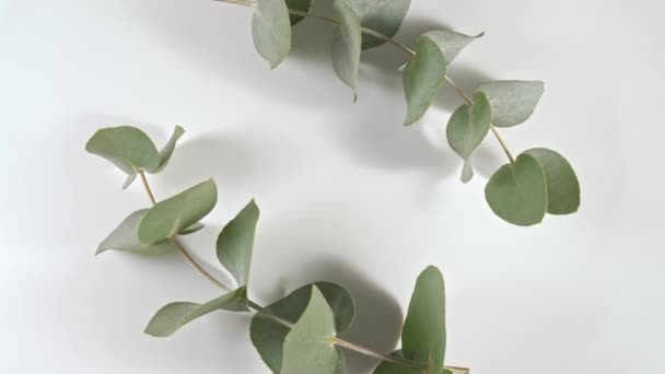 Зеленые листья эвкалипта изолированы на белом вращающемся столе. Экстракт эвкалипта, ароматическое эфирное масло. Натуральная косметика для ухода за волосами и кожей. Вид сверху. — стоковое видео