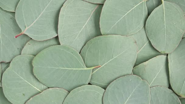 Mișcarea texturii din frunze de eucalipt verde, rotație. Plantă medicală naturală. Cosmetice organice, medicină alternativă. Privire de sus. 4K UHD video — Videoclip de stoc
